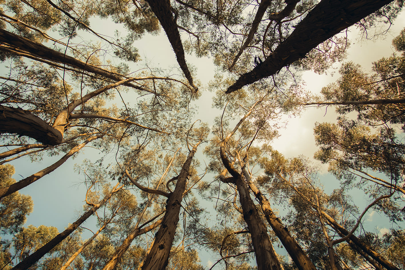 Certificazione FSC®