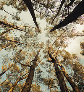 Certificazione Gestione Forestale