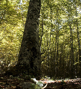 Sistemi di Gestione Forestale
