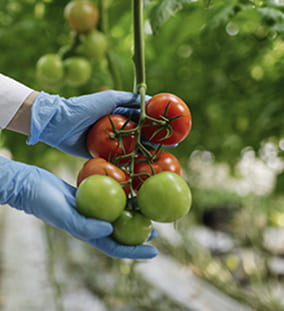 Sistemi di Gestione per la Sicurezza Alimentare