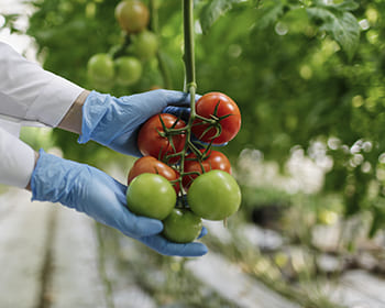 Controllo sicurezza alimentare lungo la filiera